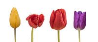 Tulpen met waterdruppels