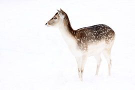 Portrait de daims dans la neige sur MSP Canvas