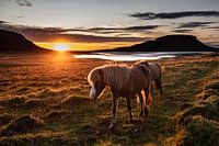IJslandse paarden in het laatste zonlicht