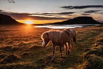 IJslandse paarden in het laatste zonlicht