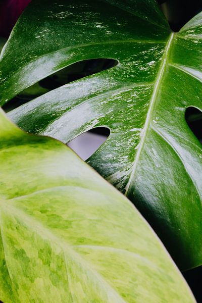 Monstera by Hello Pompoyo