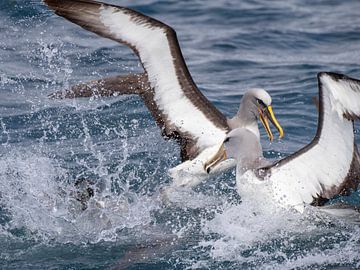 Noordelijke Bullers albatros (Thalassarche bulleri platei)