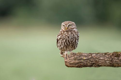 Steenuil, Athene Noctua