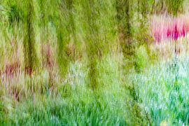 Weeping willow