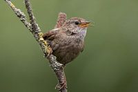 Winter wren calls