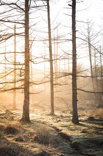 Zon achter de bomen