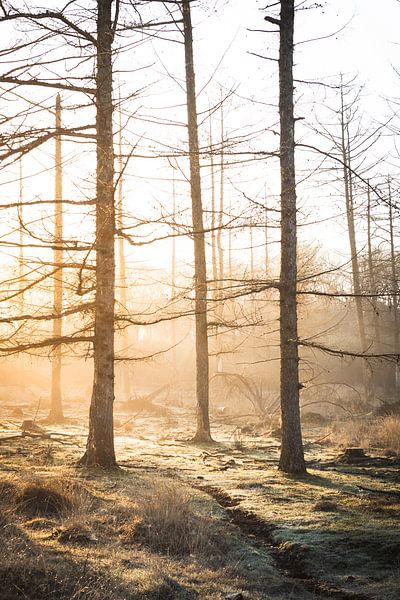 Zon achter de bomen van Thijs Pausma