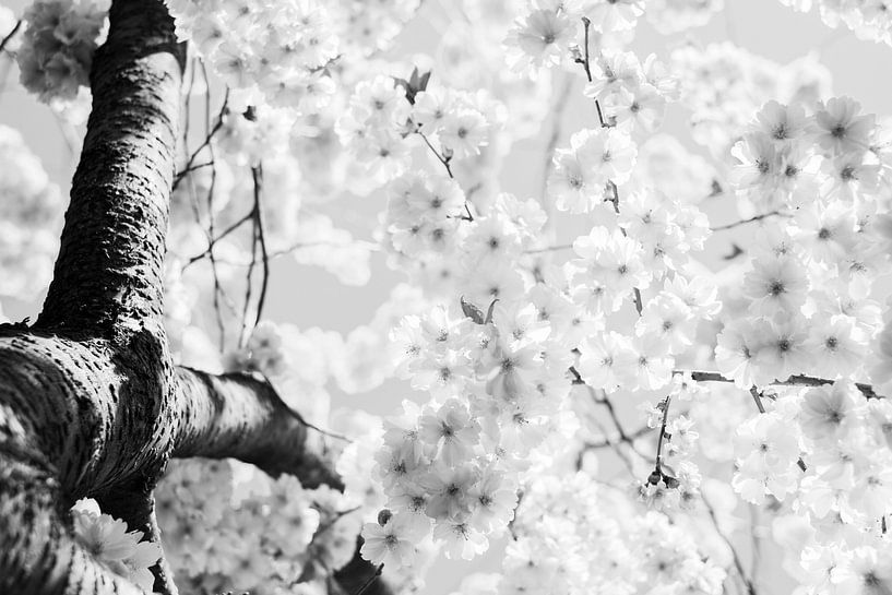 Kirschblüte von Walljar