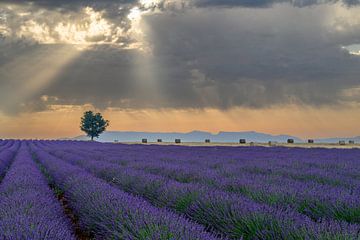 Lavande en fleurs en Provence au lever du soleil sur Sjoerd van der Wal Photographie