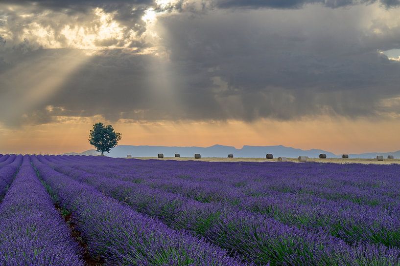 Lavender blossoming in the Provence during sunrise by Sjoerd van der Wal Photography