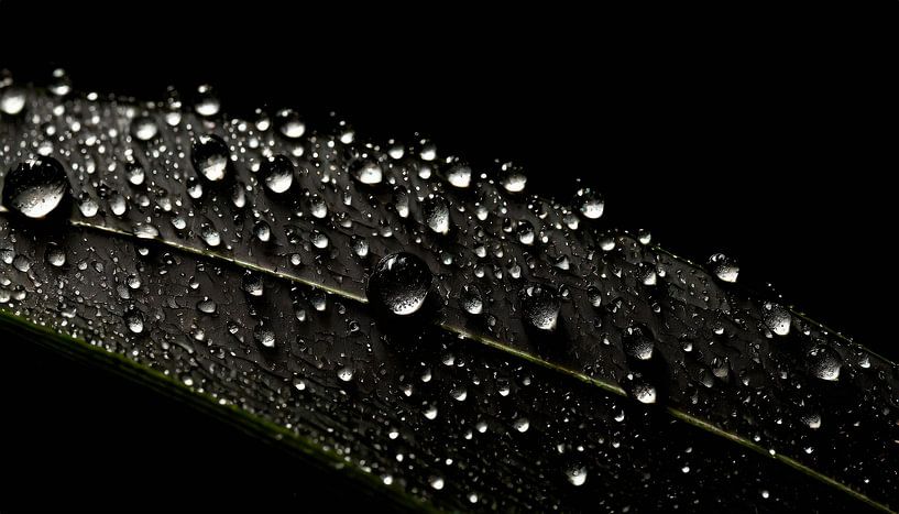 Raindrops on the leaf by Mustafa Kurnaz