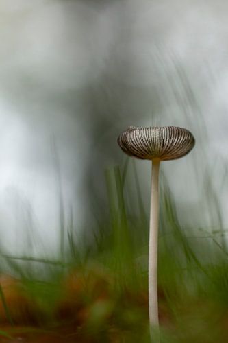Hare's foot inkcap mushroom