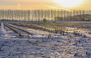 Schneefeld