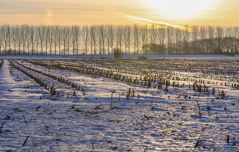 snowy field by Tania Perneel