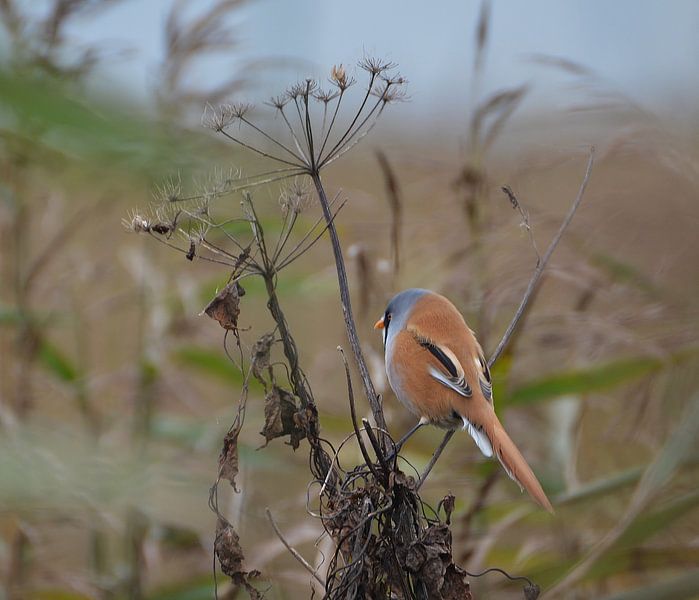 Baardmannetje by Hannie de Graaff