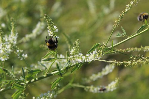 Bees coming to lunch by the flowers.