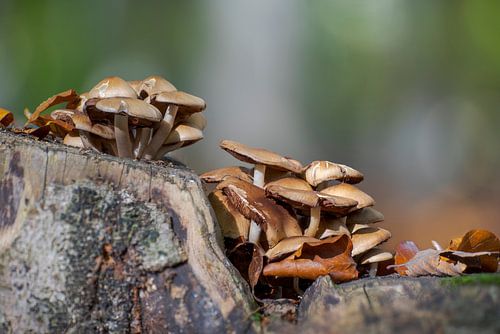 Paddenstoelen op een boomstam in een loofbos in de herfst