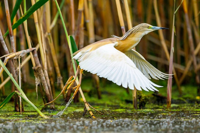 Der Rallenreiher im Donaudelta von Roland Brack