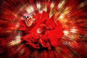Die Rose in Omphalos