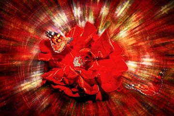 De roos in Omphalos van Helga Blanke