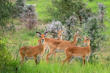 Uganda-Grasantilope (Kobus thomasi), National Parks of Uganda von Alexander Ludwig