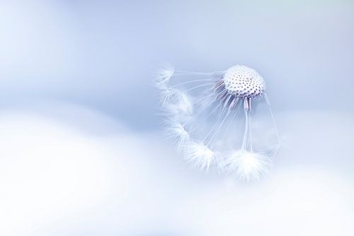 Uitgebloeide schoonheid