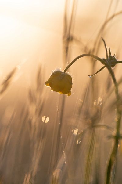 Buttercup at sunrise by Kim Meijer