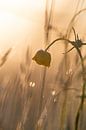 Buttercup at sunrise by Kim Meijer thumbnail