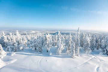 Winterlandschap met besneeuwde bomen van Leo Schindzielorz