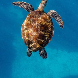 Turtle bathed in light by Romy Oomen