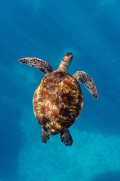 Schildpad badend in licht van Romy Oomen