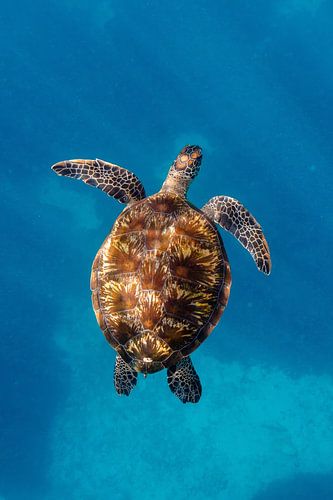 Schildpad badend in licht