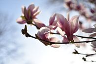Fleur de printemps rose avec un foyer ensoleillé de fleur de magnolia en fleurs par Dorus Marchal Aperçu