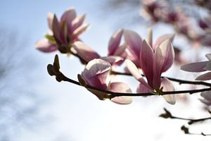 Roze lente bloesem met zonnige focus van bloeiende magnolia bloem