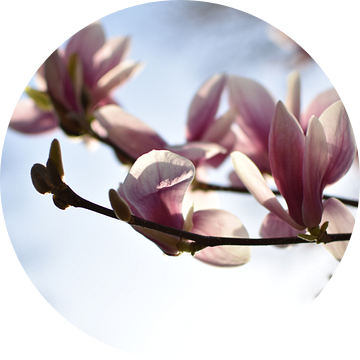 Roze lente bloesem met zonnige focus van bloeiende magnolia bloem van Dorus Marchal
