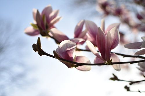 Roze lente bloesem met zonnige focus van bloeiende magnolia bloem