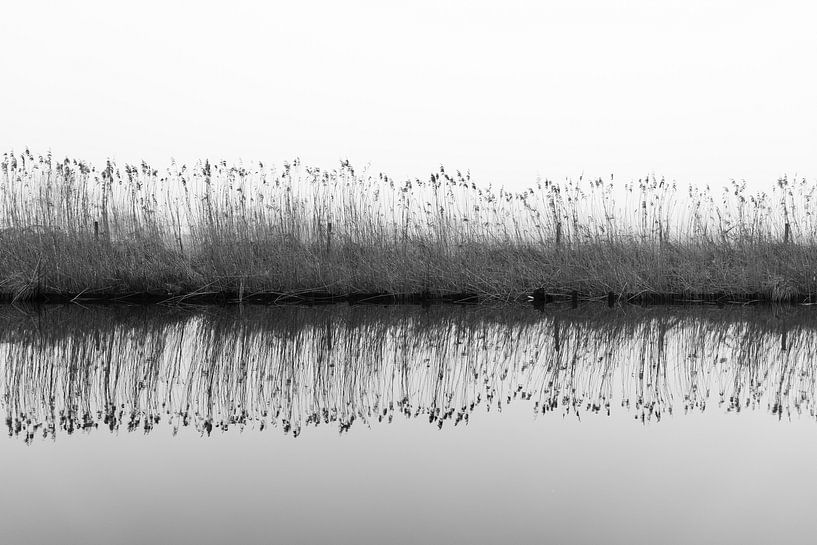 Reed by water by Jim Plaum