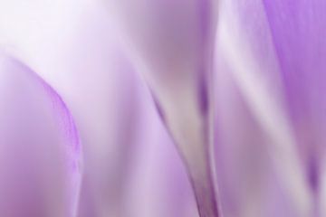 Abstracte lente in paars van Angelique Koops