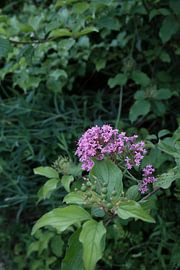 Belle fleur en France sur Guido Boogert