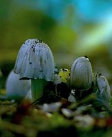 Champignon Bare Ink avec un magnifique bokeh