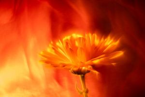 Blume im feuer