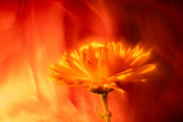 Blume im feuer