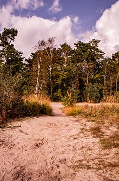 Trees on sand 4 - Loonse en Drunense Duinen van Deborah de Meijer