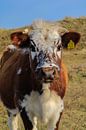 Prachtige koe in de duinen van Angela Saman thumbnail