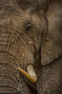 Elephant Bull 
