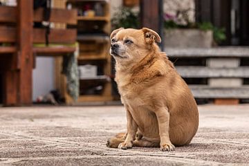Portret van een Chihuahua Hond van Annabell Gsödl