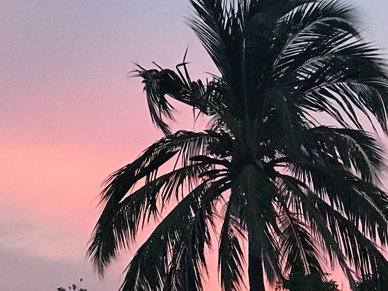 Palm tree pink sky by stephanie van gent