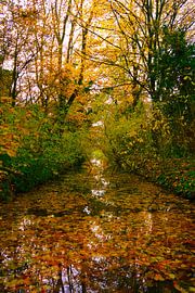 Die Kraft der Natur im Herbst von Dennis van der Geest