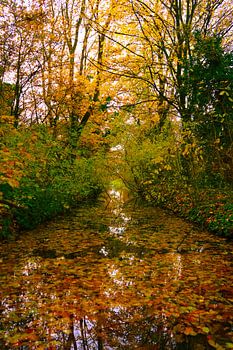 Die Kraft der Natur im Herbst
