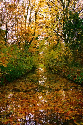 Le pouvoir de la nature en automne